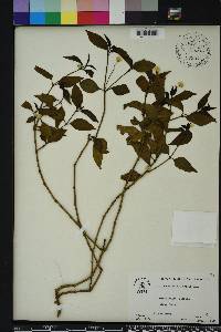 Alternanthera flavescens image