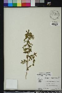 Chamaesyce hyssopifolia image