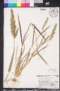 Echinochloa walteri image