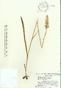 Platanthera nivea image