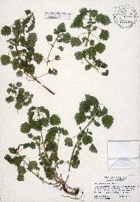 Urtica chamaedryoides image