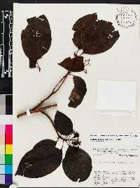 Media resource of Guapira cuspidata