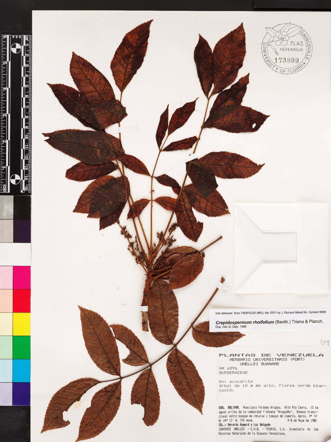 Crepidospermum image