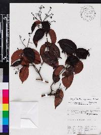 Image of Calyptranthes nigrescens
