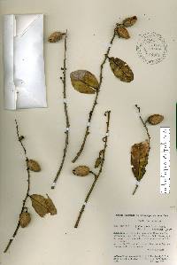 Qualea parviflora image