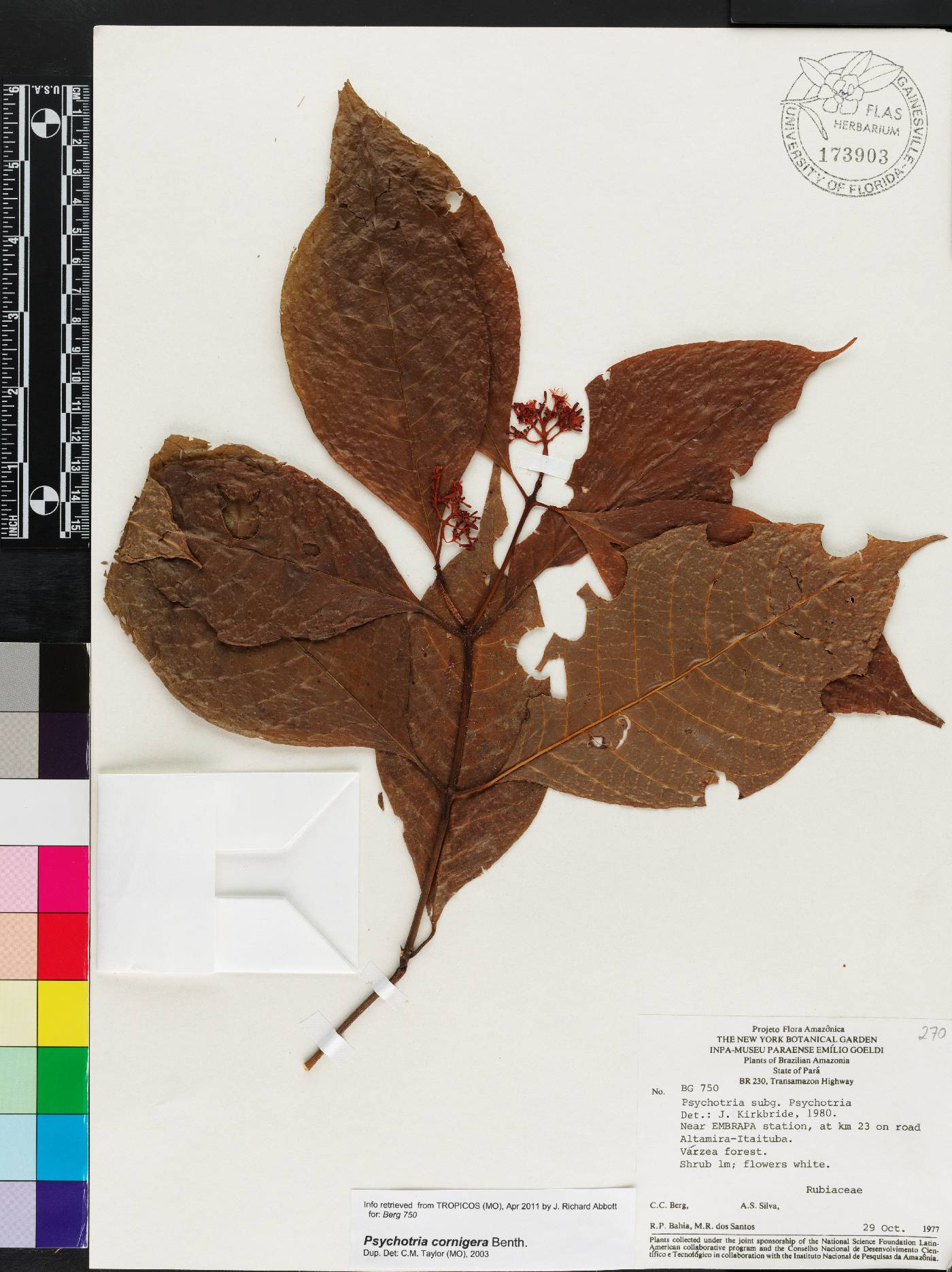 Palicourea subcuspidata image