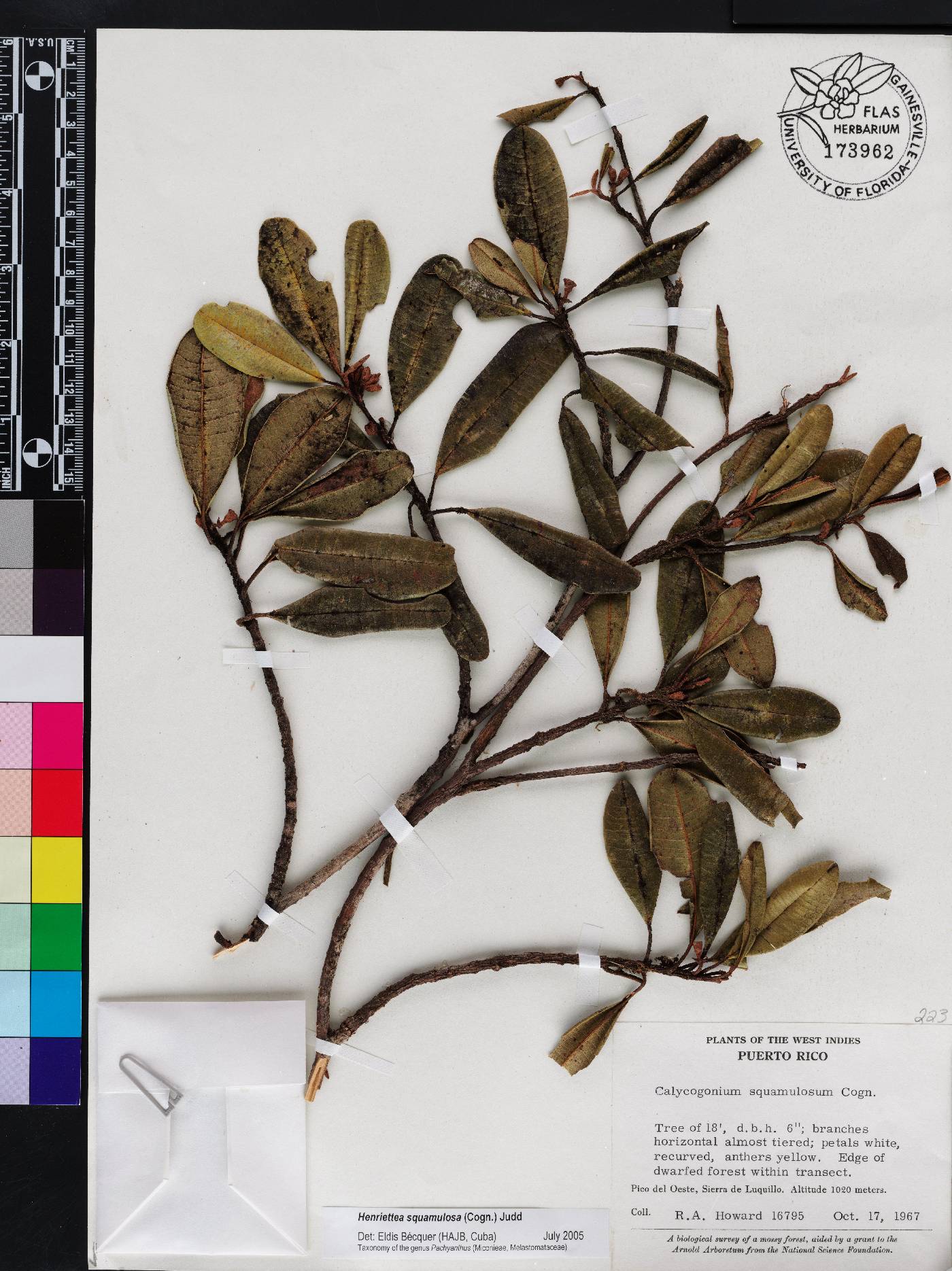 Henriettea squamulosa image