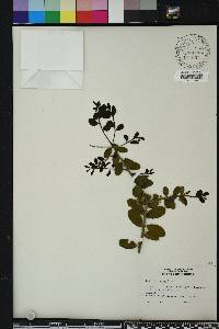 Ilex vomitoria image