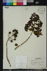 Lagerstroemia indica image