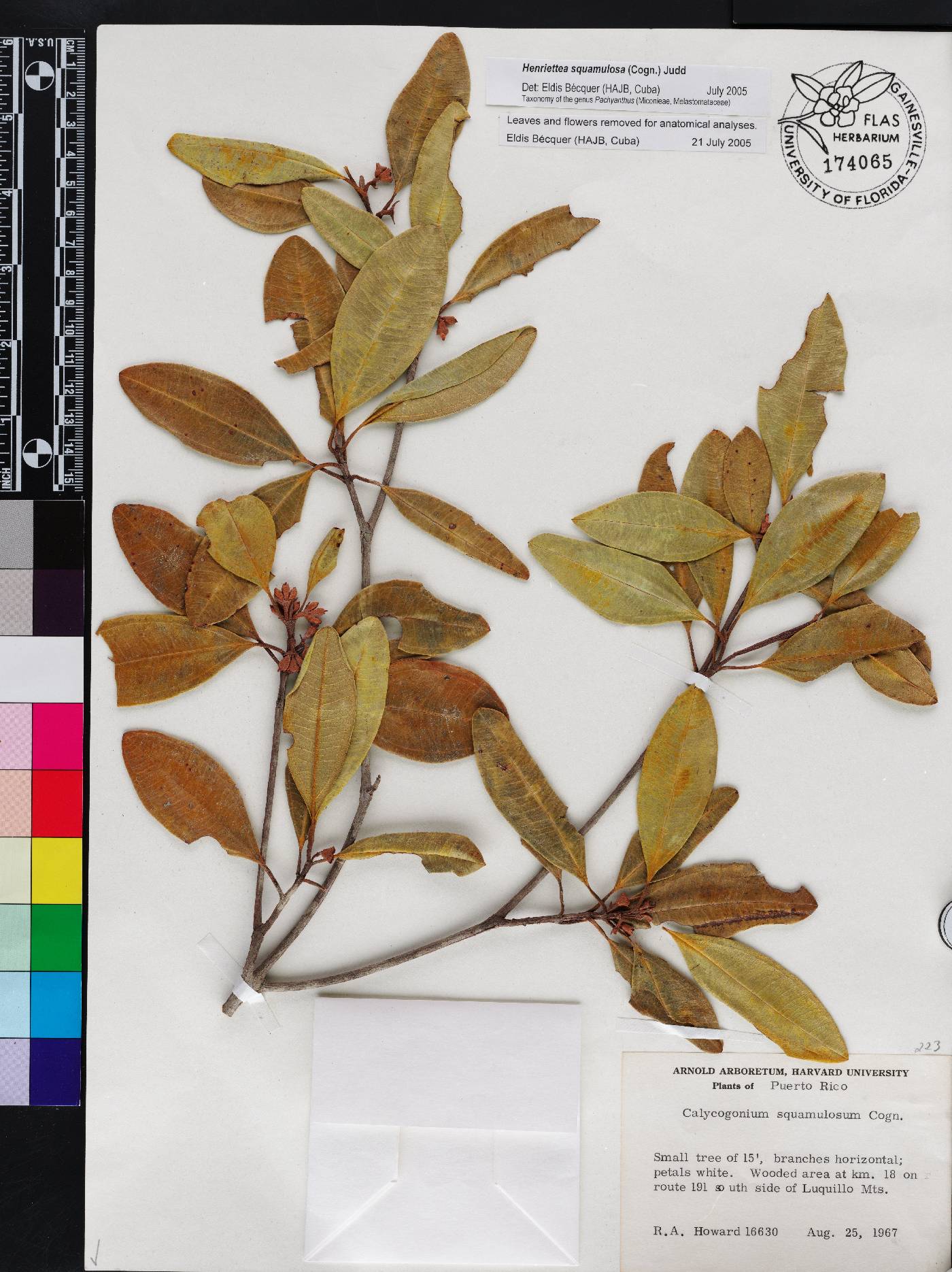 Henriettea squamulosa image