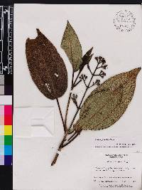 Miconia foveolata image
