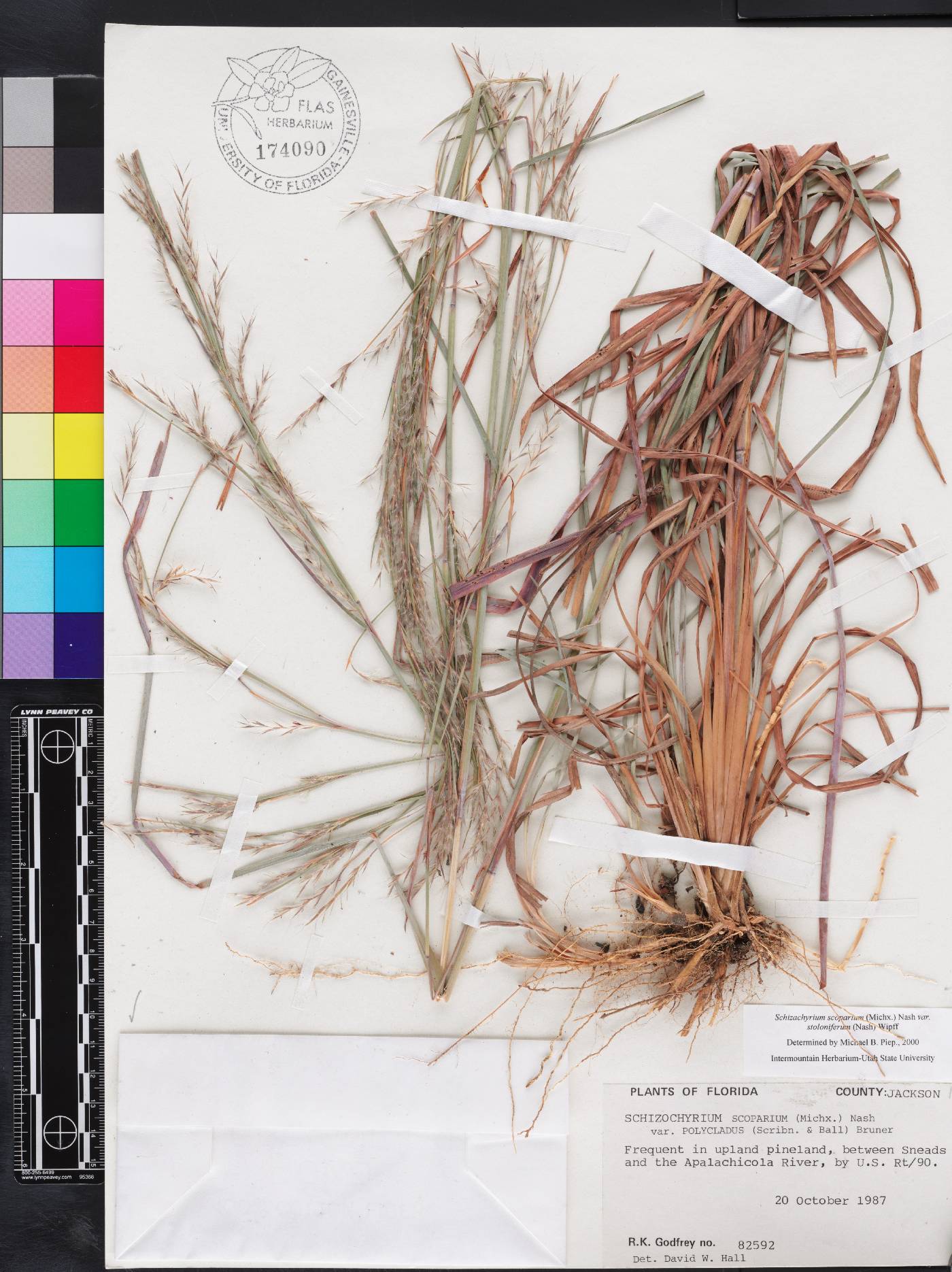 Schizachyrium stoloniferum image