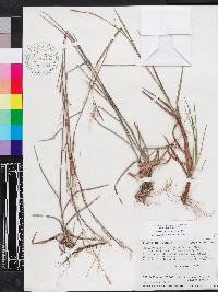 Schizachyrium stoloniferum image