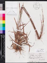 Schizachyrium stoloniferum image