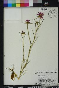 Sabatia gentianoides image