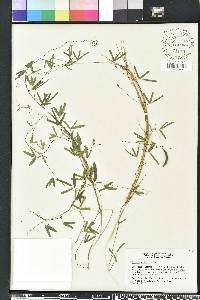 Galactia pinetorum image