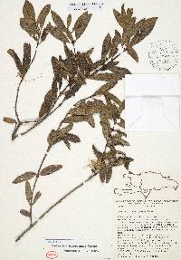 Lasianthus bahorucanus image