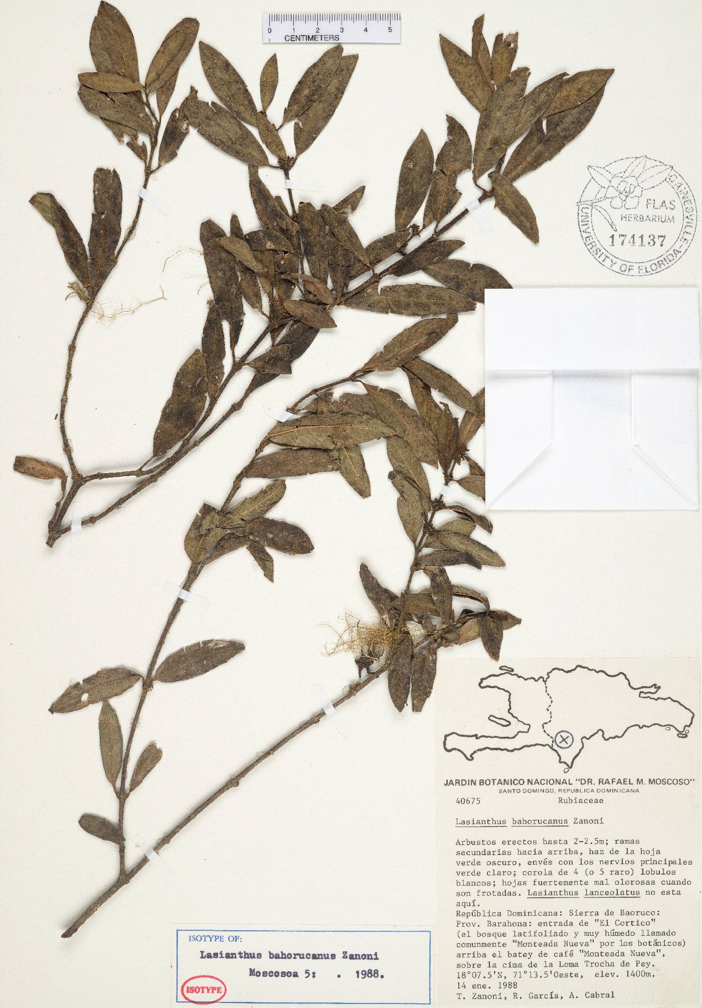 Lasianthus bahorucanus image