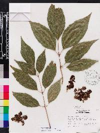 Fraxinus caroliniana image