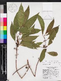 Miconia axillaris image