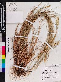 Cenchrus spinifex image