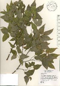 Celtis laevigata image