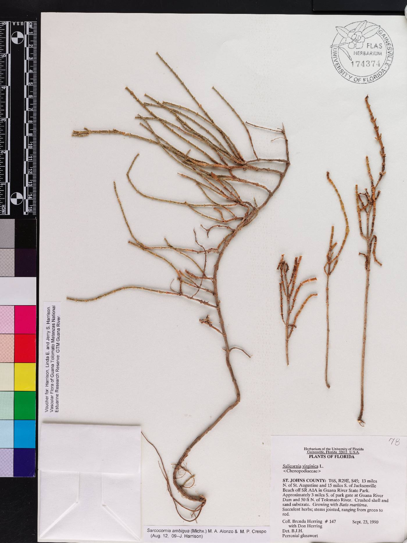 Salicornia ambigua image