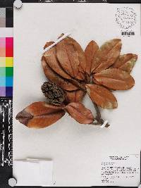 Magnolia grandiflora image