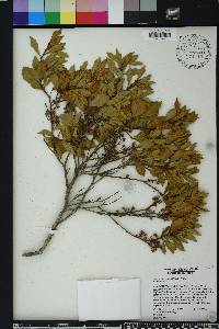 Lyonia ferruginea image