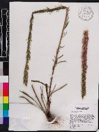 Liatris chapmanii image