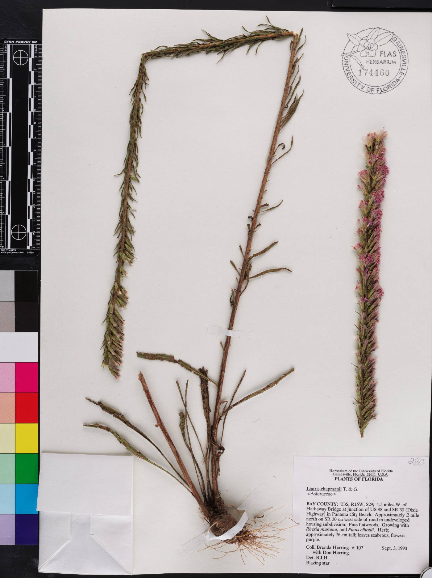Liatris chapmanii image