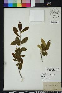 Nyssa sylvatica var. biflora image