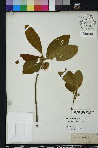 Nyssa ogeche image