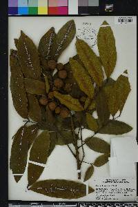 Dimocarpus longan image