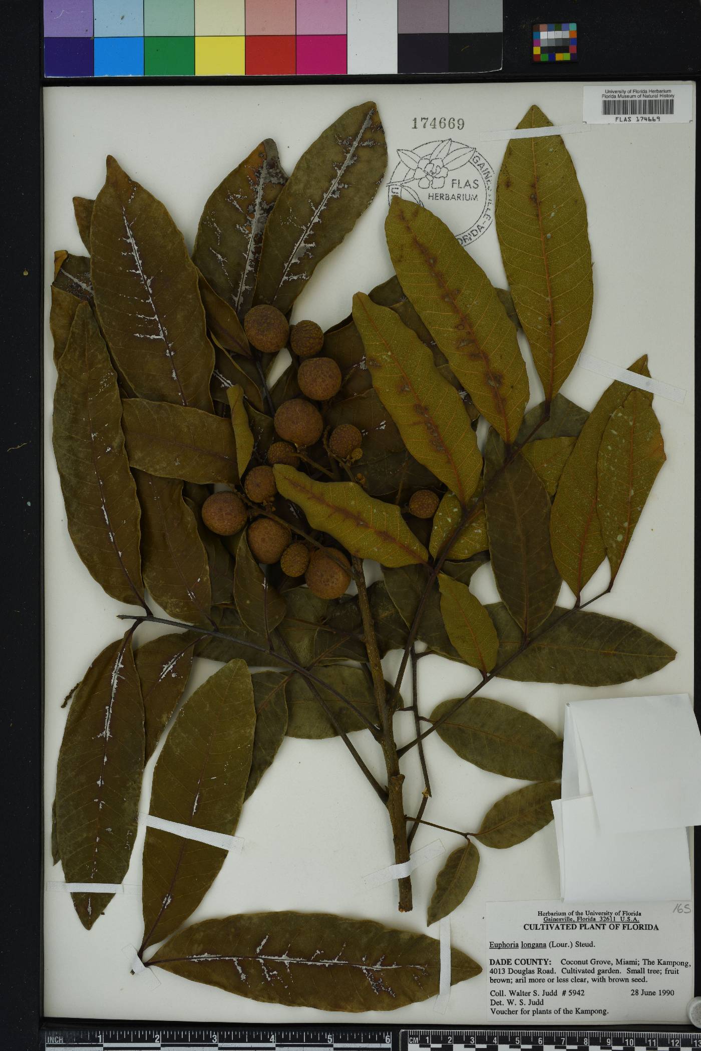Dimocarpus image