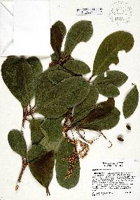 Terminalia muelleri image