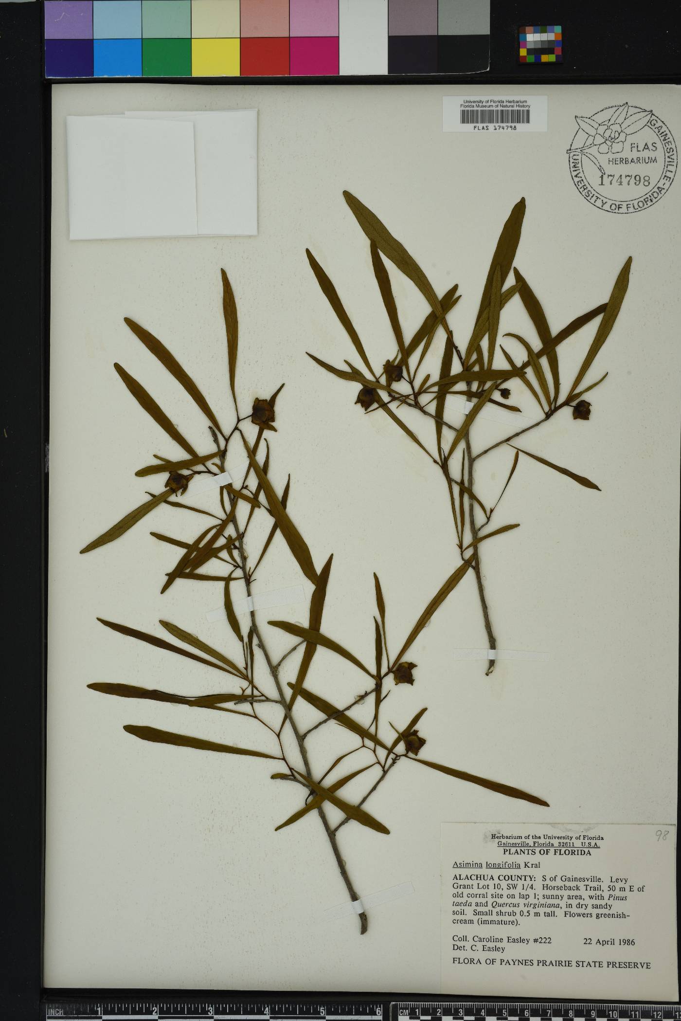 Asimina angustifolia image