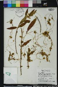 Cuscuta compacta image