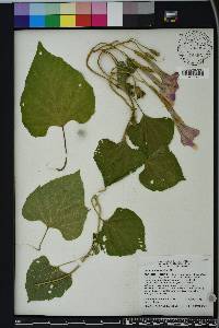 Ipomoea macrorhiza image