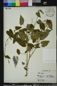 Tragia cordata image