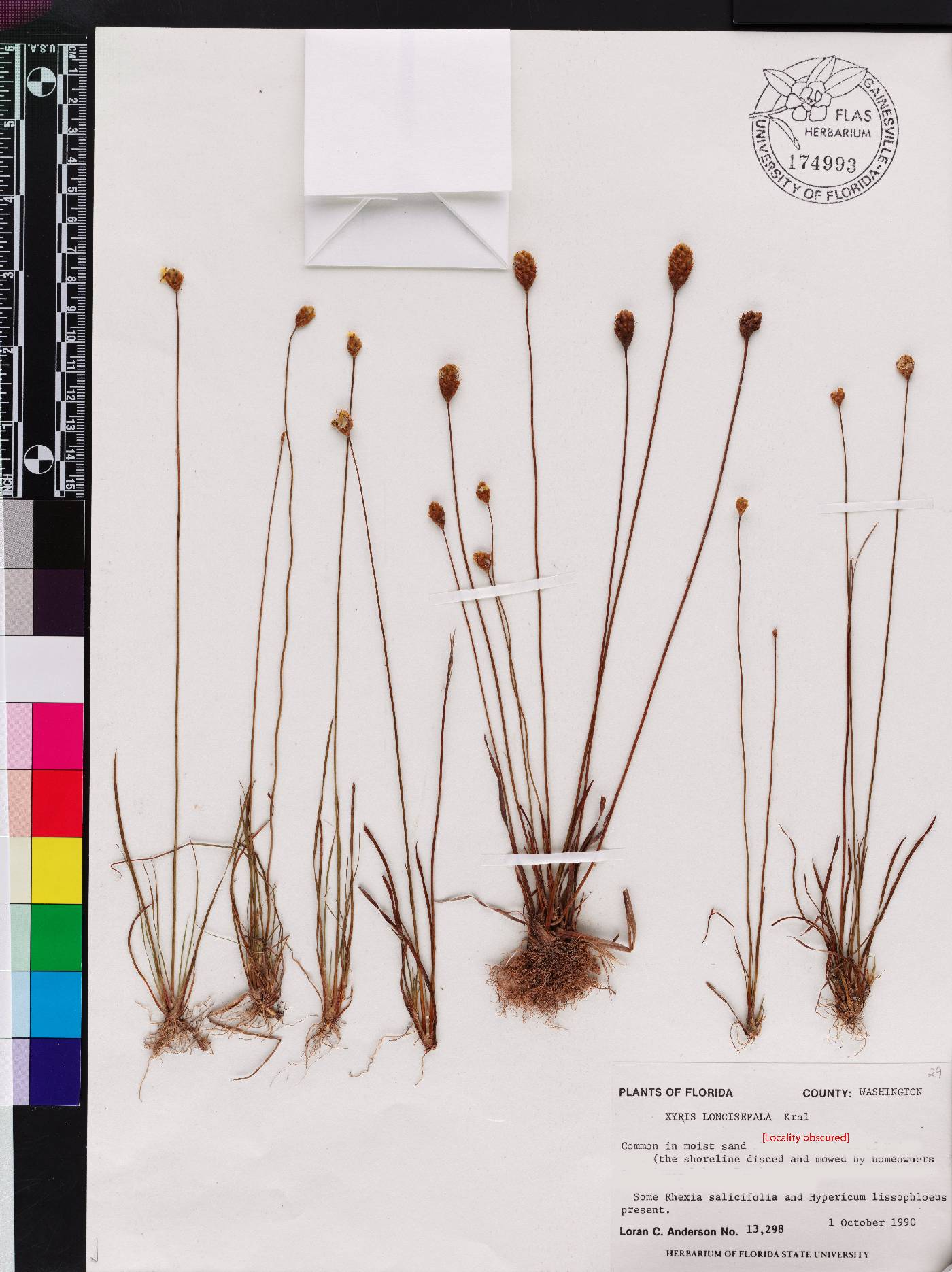 Xyris longisepala image