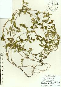 Richardia brasiliensis image