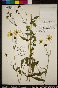 Bidens mitis image