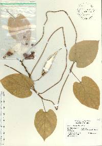 Matelea carolinensis image