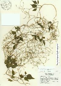 Valeriana scandens image