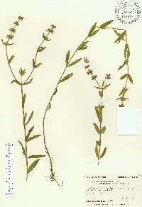 Stachys hyssopifolia var. lythroides image