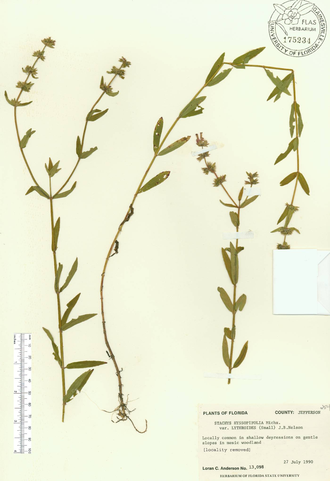 Stachys hyssopifolia var. lythroides image