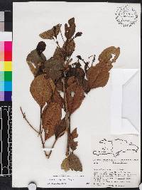 Miconia bahorucensis image