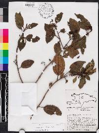 Miconia hirticaulis image