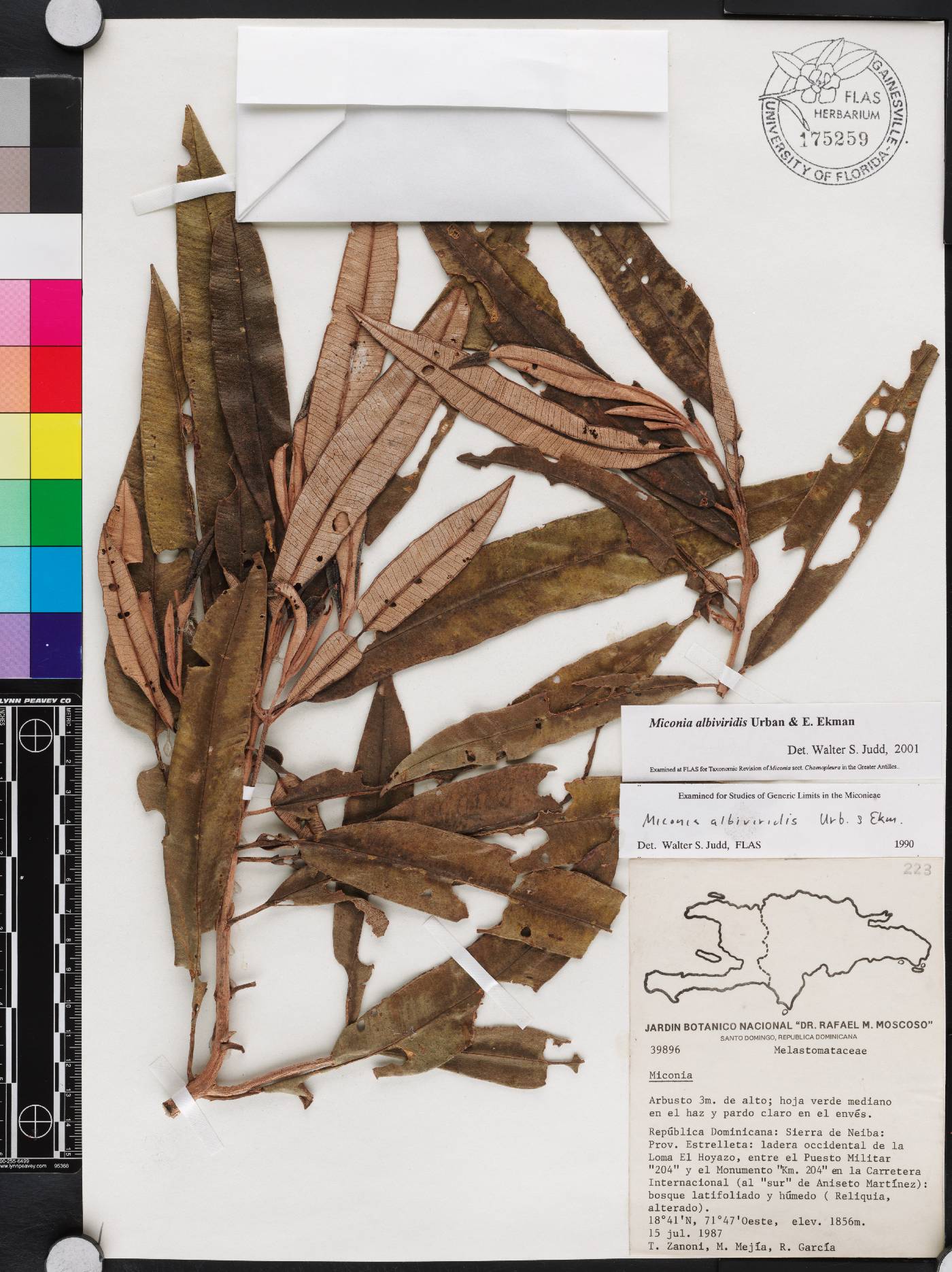 Miconia albiviridis image